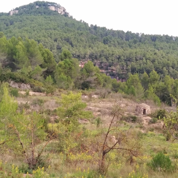 Barraca de vinya 1 