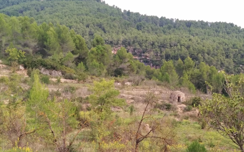 Barraca de vinya 1 